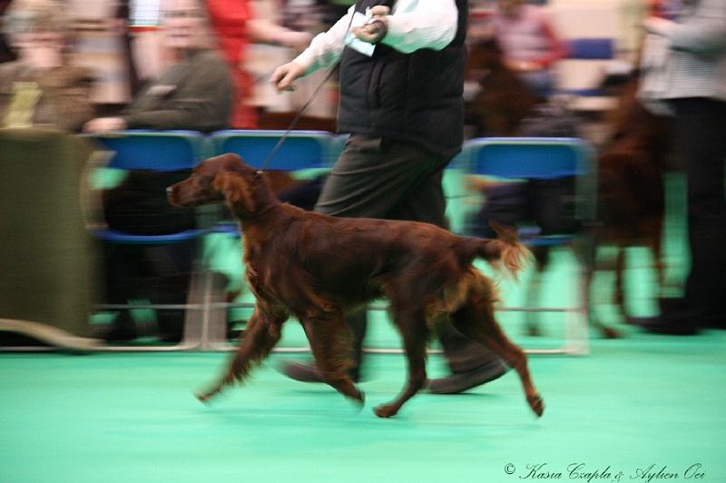 Crufts2011 134.jpg